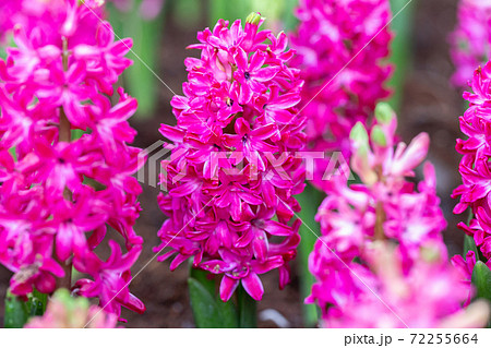 Hyacinth flower in the garden at sunny summer or spring day. Hyacinth flower in the garden at sunny summer or spring day. 72255664