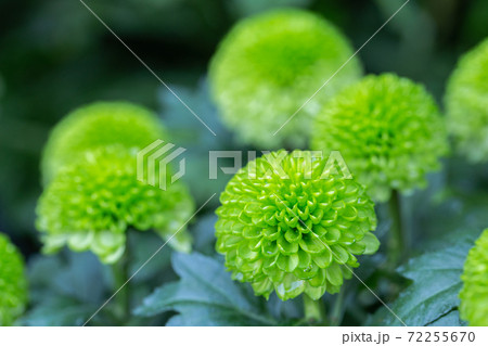 Pompom chrysanthemums flower in garden at sunny summer or spring day for decoration. Green flower. 72255670