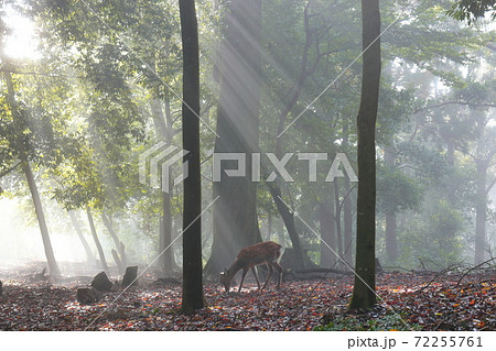 奈良、早朝の光芒射す春日山原始林と鹿 奈良、早朝の光芒射す春日山原始林と鹿 72255761