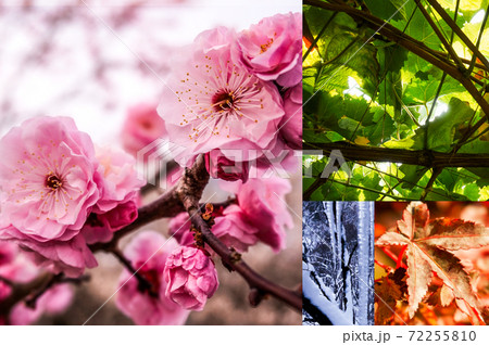 春夏秋冬の背景画像 春夏秋冬の背景画像 72255810