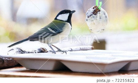 バードケーキを食べるシジュウカラのメス 72255822