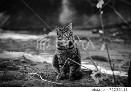 東京の野良猫 東京の野良猫 72256111