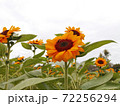 Yellow   Sunflowers and the  sky background 72256294