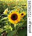 The yellow Sunflowers field were blossom  72256295