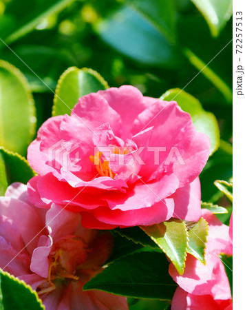 美しいサザンカ(山茶花)(自然質感) 美しいサザンカ(山茶花)(自然質感) 72257513