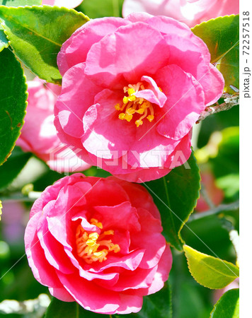 美しいサザンカ(山茶花)(自然質感) 美しいサザンカ(山茶花)(自然質感) 72257518