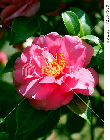 美しいサザンカ(山茶花)(自然質感) 美しいサザンカ(山茶花)(自然質感) 72257520