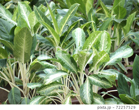 green leaf background green leaf background 72257529