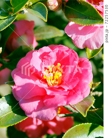 美しいサザンカ（山茶花）(自然質感) 72257530