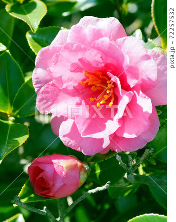 美しいサザンカ(山茶花)(自然質感) 美しいサザンカ(山茶花)(自然質感) 72257532