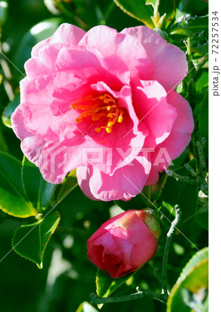 美しいサザンカ(山茶花)(自然質感) 美しいサザンカ(山茶花)(自然質感) 72257534