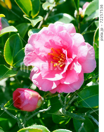 美しいサザンカ（山茶花）(自然質感) 72257536