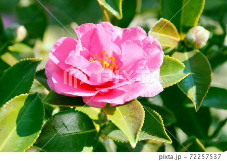 美しいサザンカ（山茶花）(自然質感) 72257537
