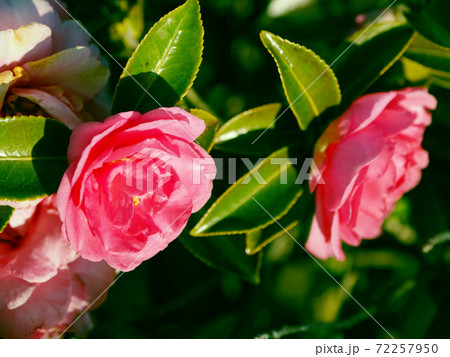 美しいサザンカ（山茶花）(自然質感) 72257950