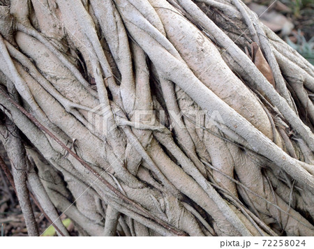 trunk of the tree trunk of the tree 72258024
