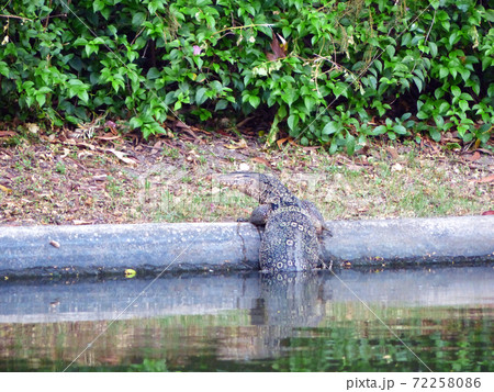 water monitor lizard (varanus salvator) 72258086