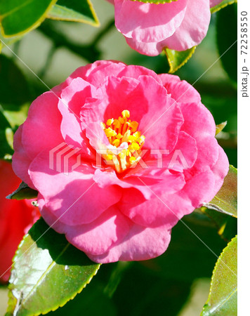 美しいサザンカ(山茶花)(自然質感) 美しいサザンカ(山茶花)(自然質感) 72258550