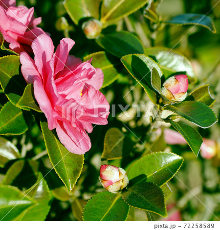 美しいサザンカ(山茶花)(自然質感) 美しいサザンカ(山茶花)(自然質感) 72258589