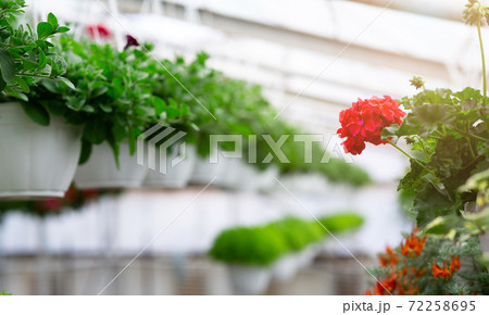 Flower production and cultivation, growing flowers in greenhouses Flower production and cultivation, growing flowers in greenhouses 72258695