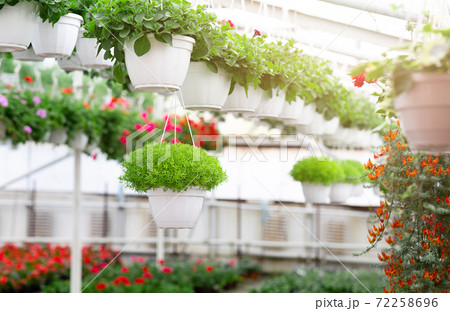 Interior of modern flower greenhouse, hothouse with variety of plants and different blooming in white pots 72258696