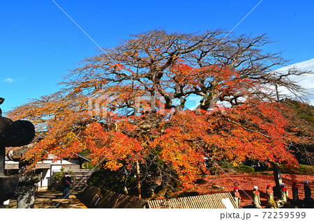 晩秋の埼玉県秩父市　秩父札所8番　西善寺のこみねかえで 72259599