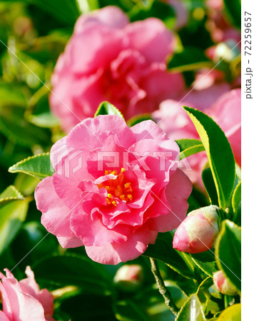 美しいサザンカ（山茶花）(自然質感) 72259657
