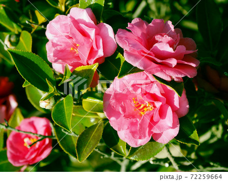 美しいサザンカ(山茶花)(自然質感) 美しいサザンカ(山茶花)(自然質感) 72259664