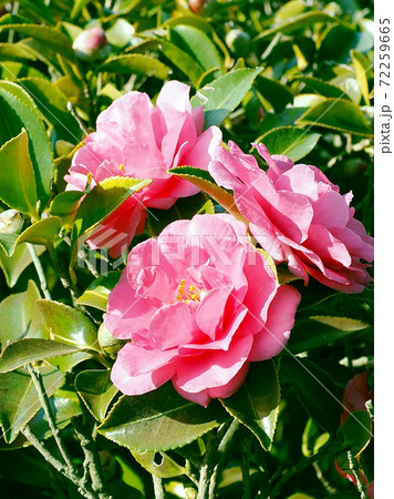美しいサザンカ(山茶花)(自然質感) 美しいサザンカ(山茶花)(自然質感) 72259665