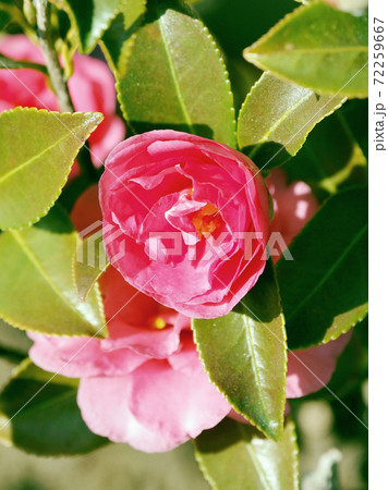 美しいサザンカ（山茶花）(自然質感) 72259667