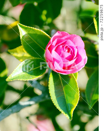 美しいサザンカ(山茶花)(自然質感) 美しいサザンカ(山茶花)(自然質感) 72259675