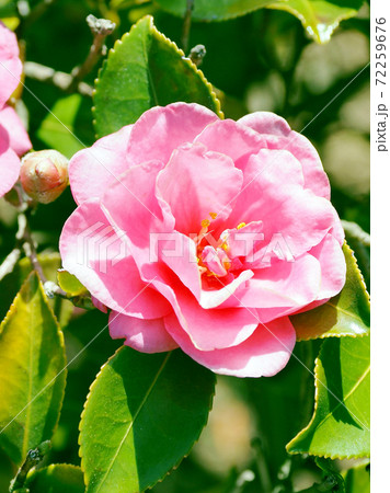 美しいサザンカ(山茶花)(自然質感) 美しいサザンカ(山茶花)(自然質感) 72259676