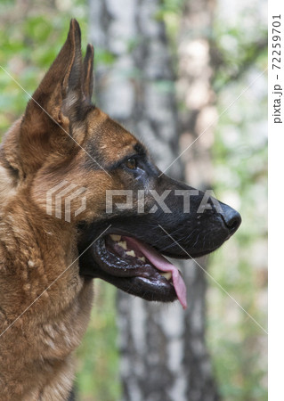 German shepherd dog. Profile portrait. German shepherd dog. Profile portrait. 72259701