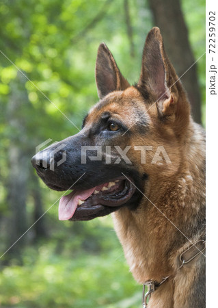 German shepherd dog. Profile portrait. 72259702