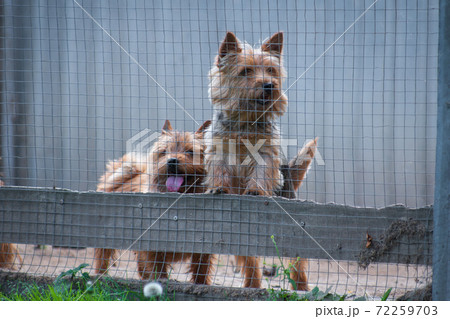 Two dogs Norwich Terrier in the aviary Two dogs Norwich Terrier in the aviary 72259703
