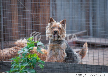 Dog Norwich Terrier in the Aviary Dog Norwich Terrier in the Aviary 72259704