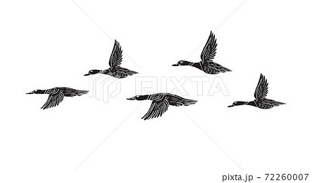 Vector hand drawn doodle flock of flying duck Vector hand drawn doodle flock of flying duck 72260007