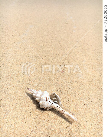 離島の綺麗な砂浜に綺麗な貝 72260055