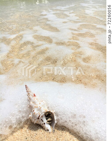 綺麗に貝に住むヤドカリの写真素材