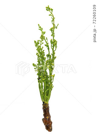 Isolated Siamese neem tree or Sa Dao in the Thai language, image on white background. Neem tree or Azadirachta indica in science name. Bunch of organic Sa Dao 72260109