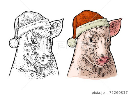 Pig head in Santa Claus hat. Vector color vintage engraving 72260337