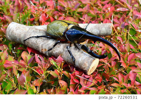 ヘラクレスヘラクレス ヘラクレスヘラクレス 72260531