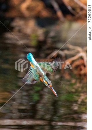 カワセミの飛翔 カワセミの飛翔 72260613