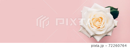 Beautiful big white rose Beautiful big white rose 72260764