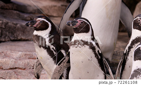 水族館のフンボルトペンギン 72261108