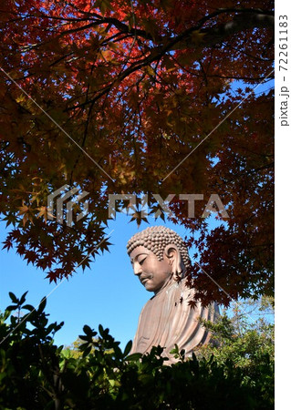 聚楽園大仏と紅葉 72261183
