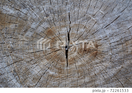 cut of a tree with cracks 72261533