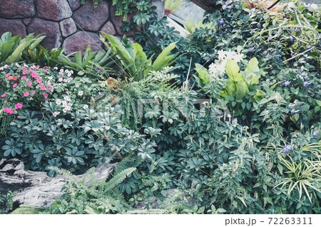 green leaves plant decorating in garden green leaves plant decorating in garden 72263311