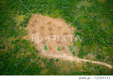 Elevated Aerial View Green Forest Deforestation Area Landscape. Top View Of Fallen Woods Trunks And Growing Forest. European Nature From High Attitude In Summer 72263533