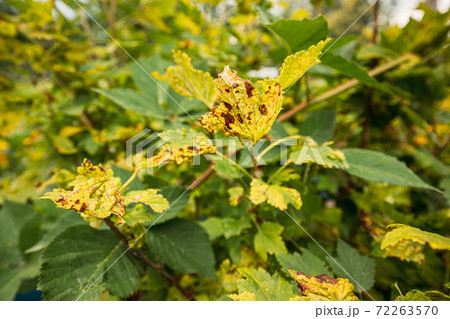 Traces Of Defeat By Leaf Gall Midges On Red Currant Leaves In Summer Sunny Day 72263570
