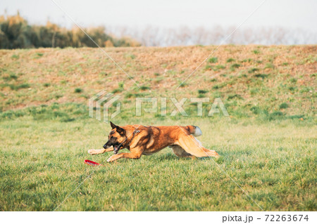 Malinois Dog Play Running With Plate Toy Outdoor In Park. Belgian Sheepdog Are Active, Intelligent, Friendly, Protective, Alert And Hard-working. Belgium, Chien De Berger Belge Dog Malinois Dog Play Running With Plate Toy Outdoor In Park. Belgian Sheepdog Are Active, Intelligent, Friendly, Protective, Alert And Hard-working. Belgium, Chien De Berger Belge Dog 72263674